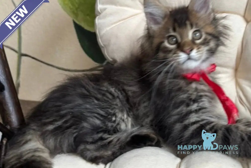 Menni Maine Coon male black ticked tabby live animals