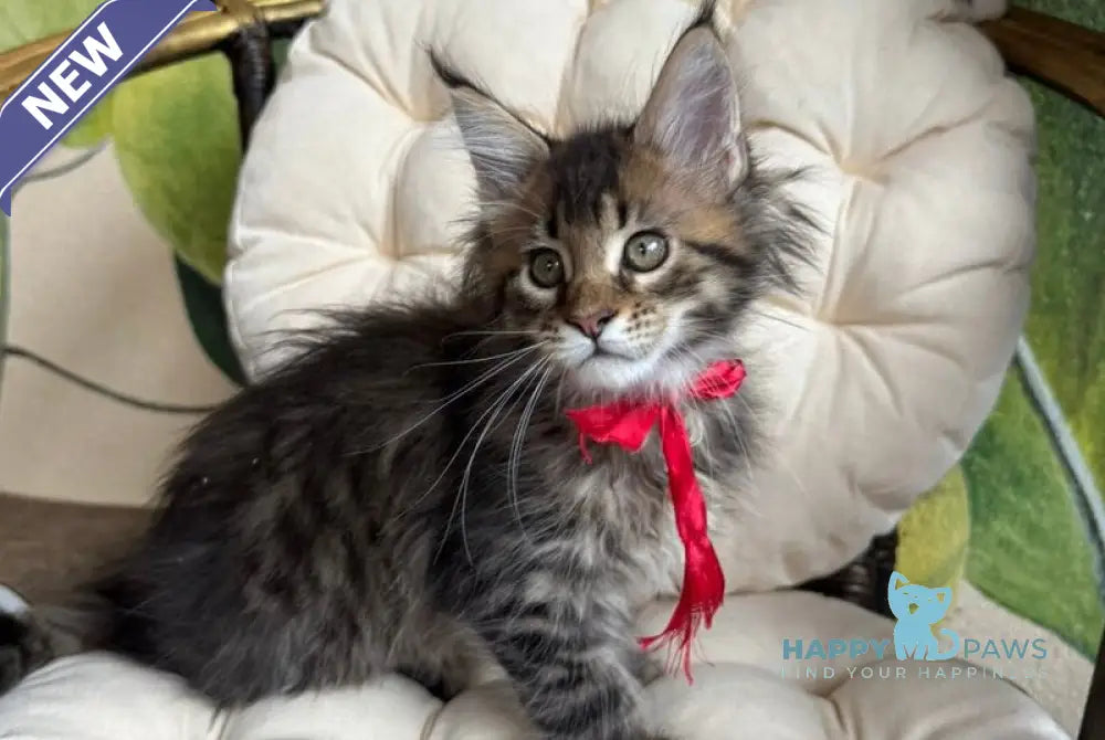 Menni Maine Coon male black ticked tabby live animals