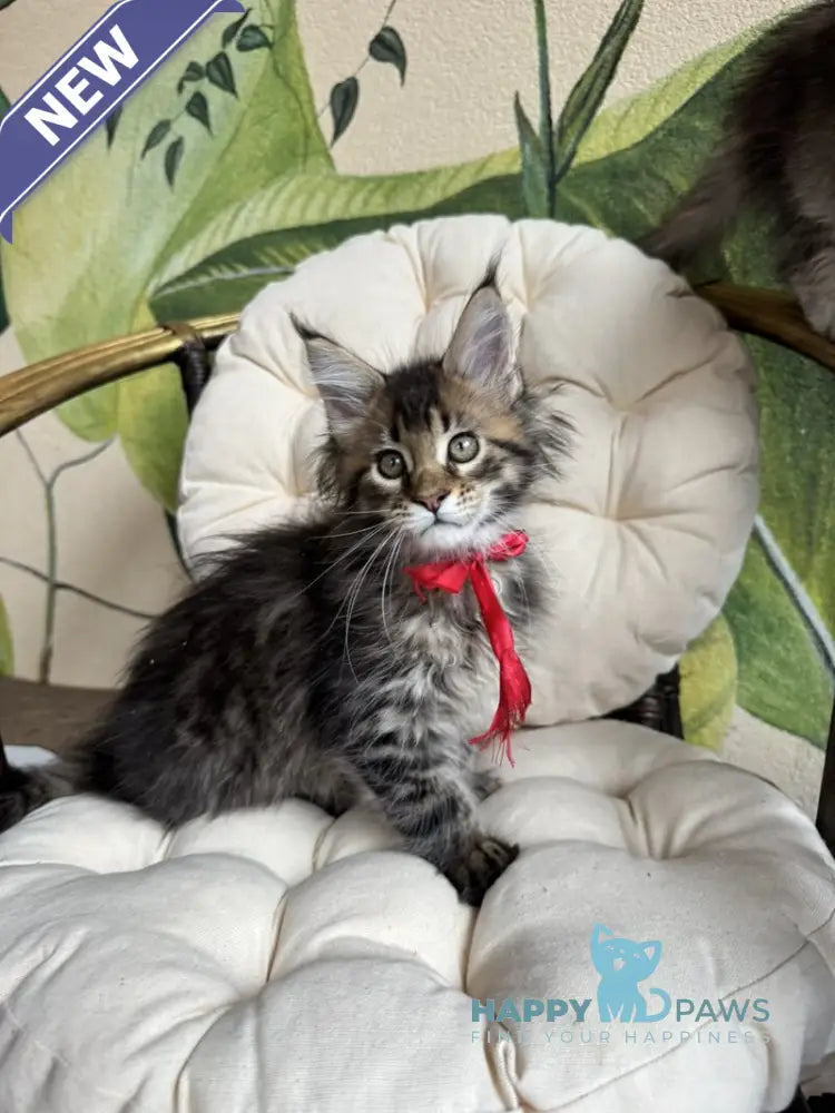 Menni Maine Coon male black ticked tabby live animals