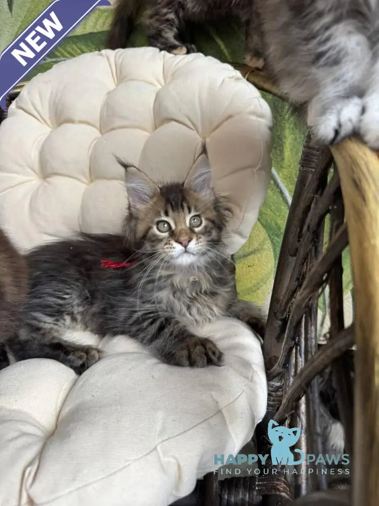 Menni Maine Coon male black ticked tabby live animals