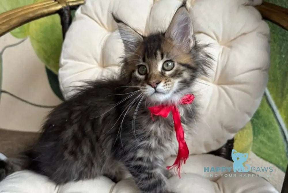Menni Maine Coon male black ticked tabby live animals