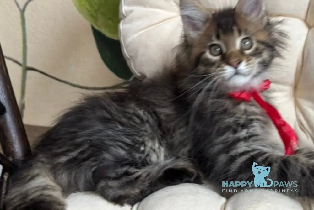 Menni Maine Coon male black ticked tabby live animals