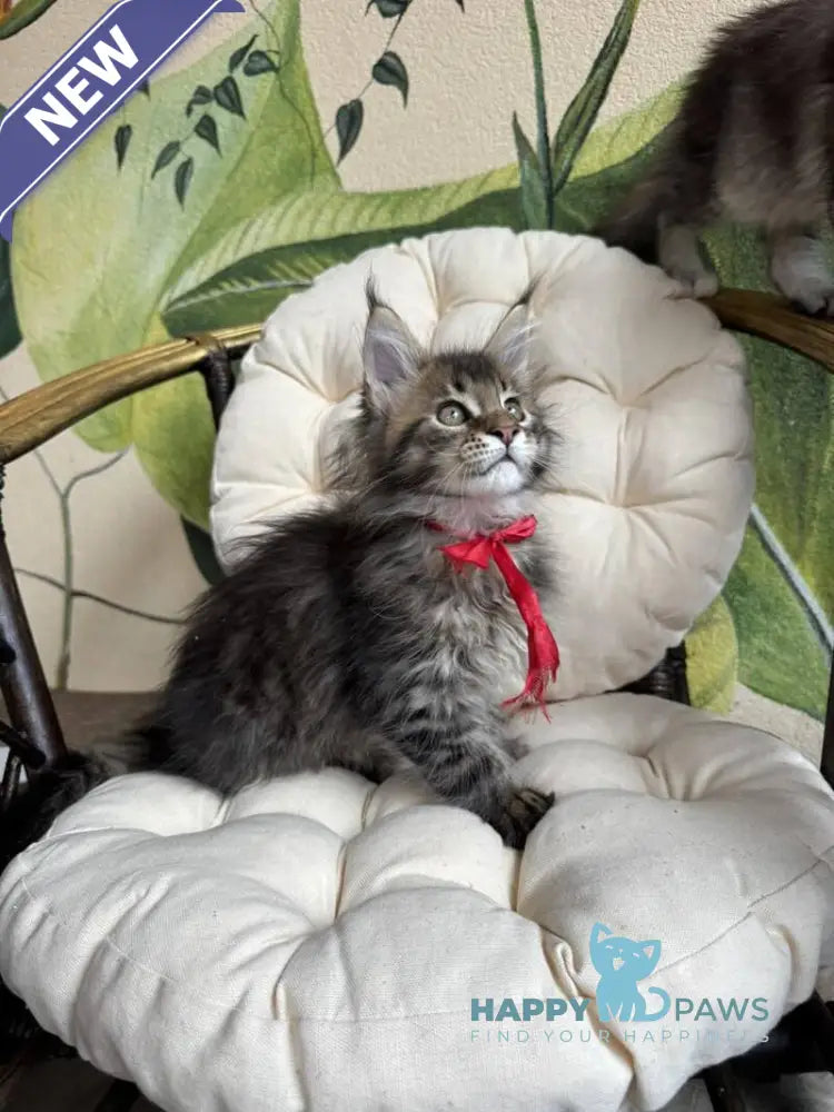 Menni Maine Coon male black ticked tabby live animals