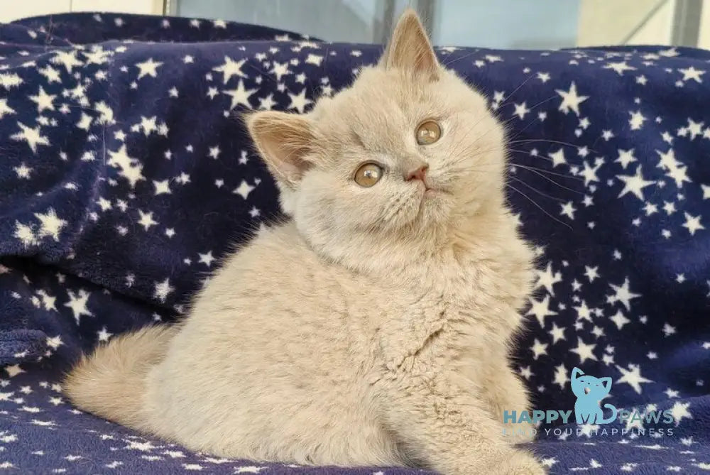 Mercedes British Shorthair female lilac live animals