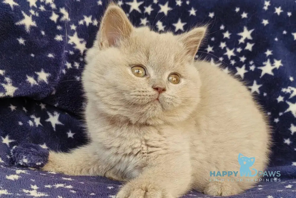 Mercedes British Shorthair female lilac live animals