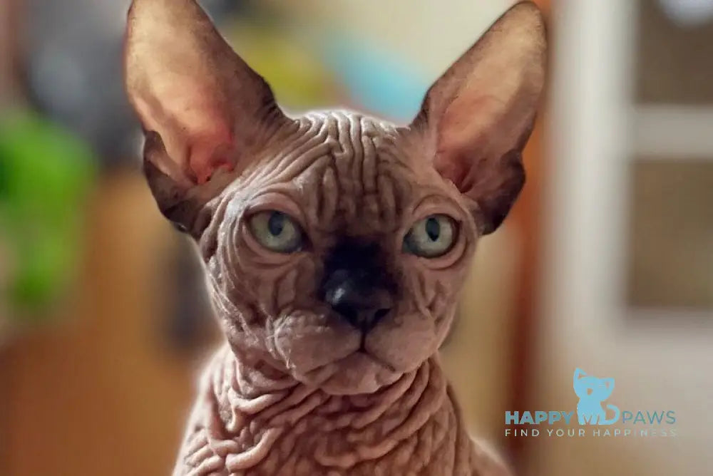 Mercedes Canadian Sphynx male black pointed - live animals