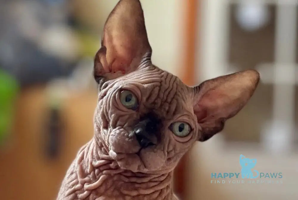 Mercedes Canadian Sphynx male black pointed - live animals