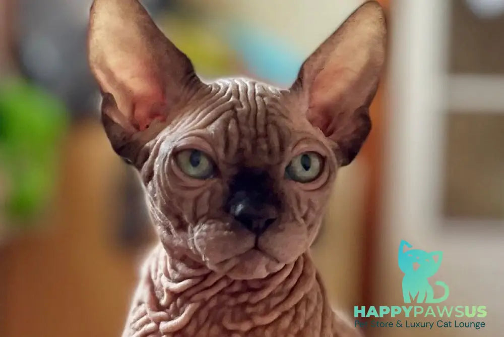 Mercedes Canadian Sphynx male black pointed - live animals