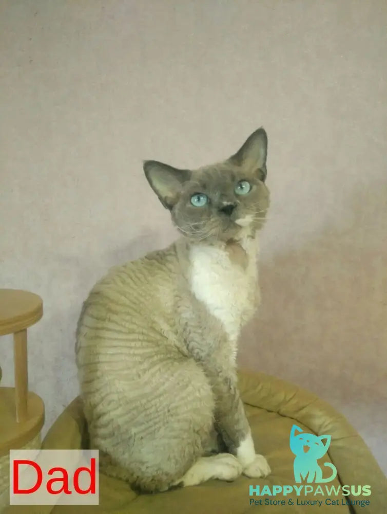 Mercedes Devon Rex female blue pointed bicolour - live animals