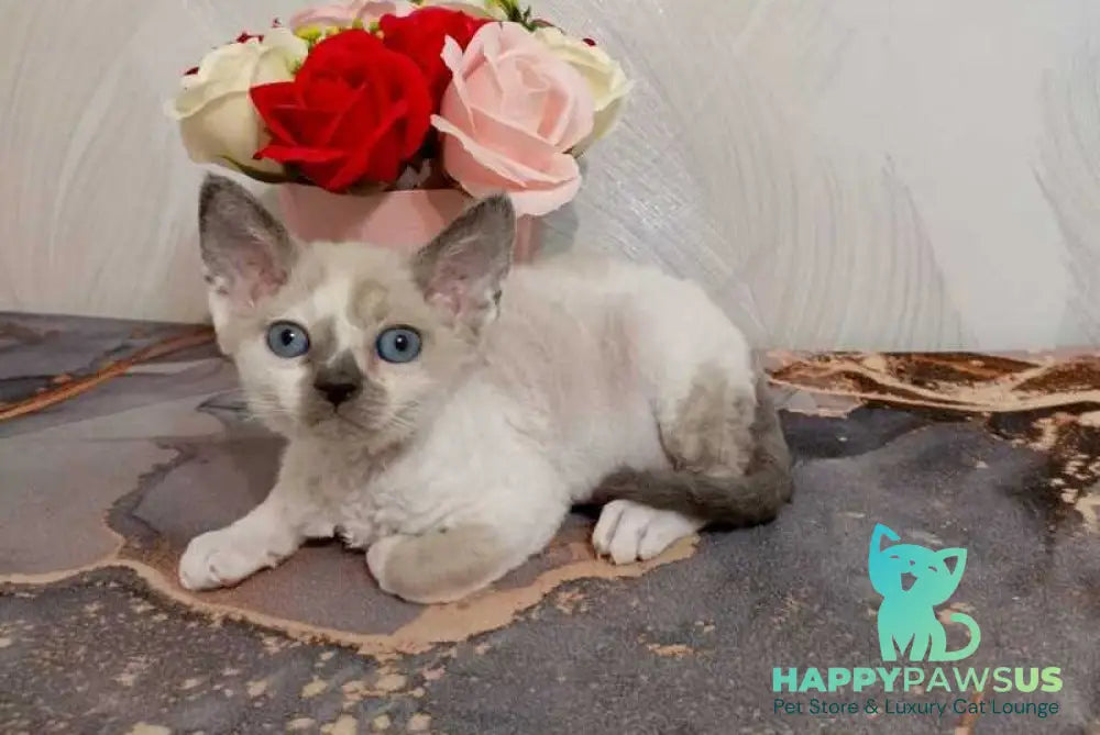 Mercedes Devon Rex female blue pointed bicolour - live animals