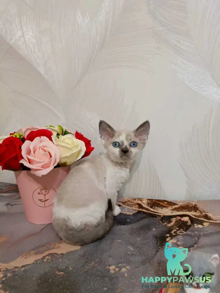 Mercedes Devon Rex female blue pointed bicolour - live animals