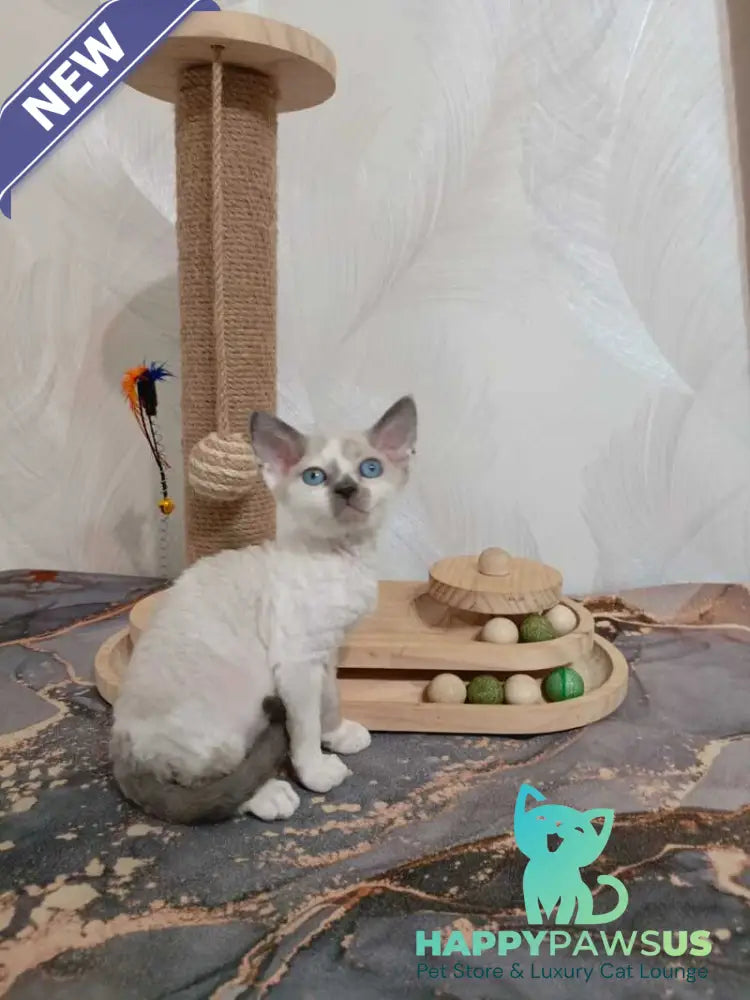 Mercedes Devon Rex female blue pointed bicolour - live animals