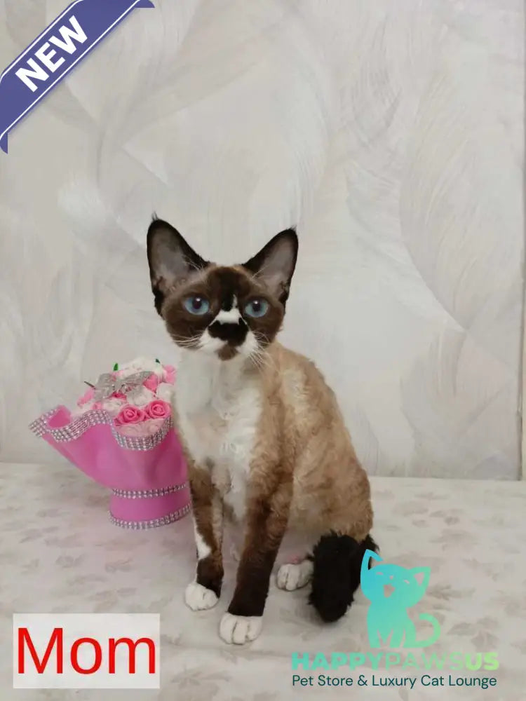 Mercedes Devon Rex female blue pointed bicolour - live animals