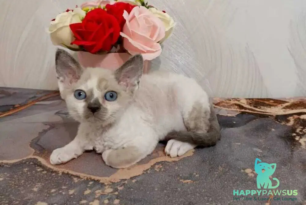Mercedes Devon Rex female blue pointed bicolour - live animals