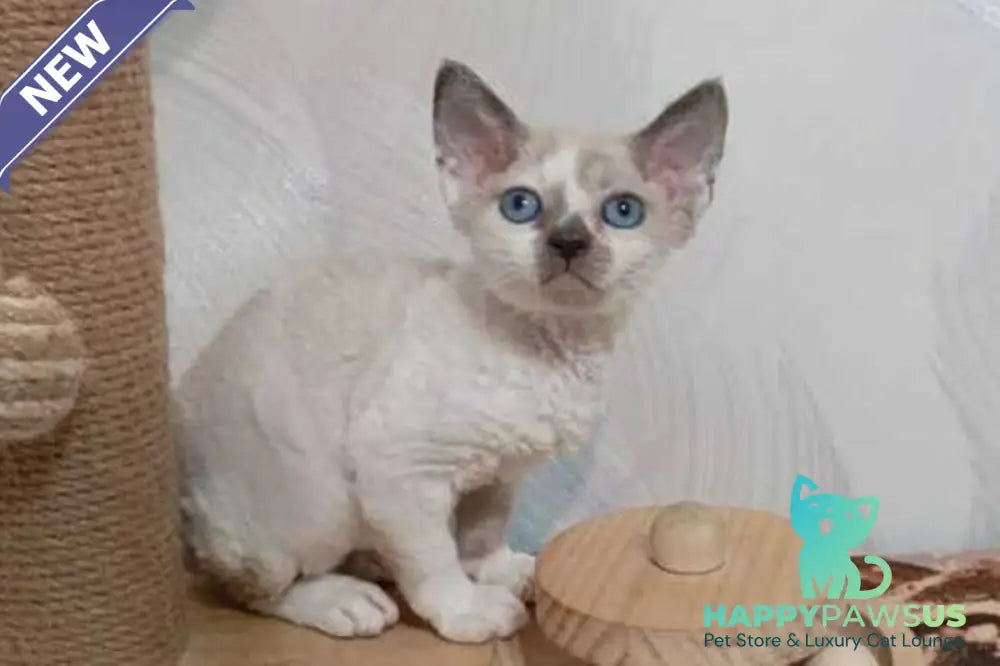 Mercedes Devon Rex female blue pointed bicolour - live animals