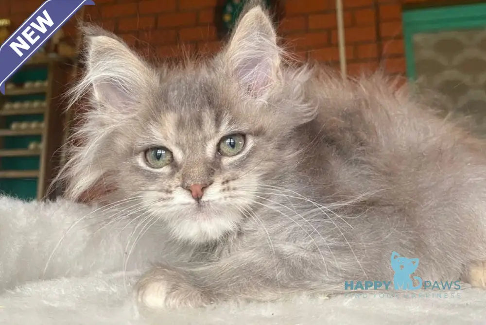 Mercedes Maine Coon female blue tortie live animals