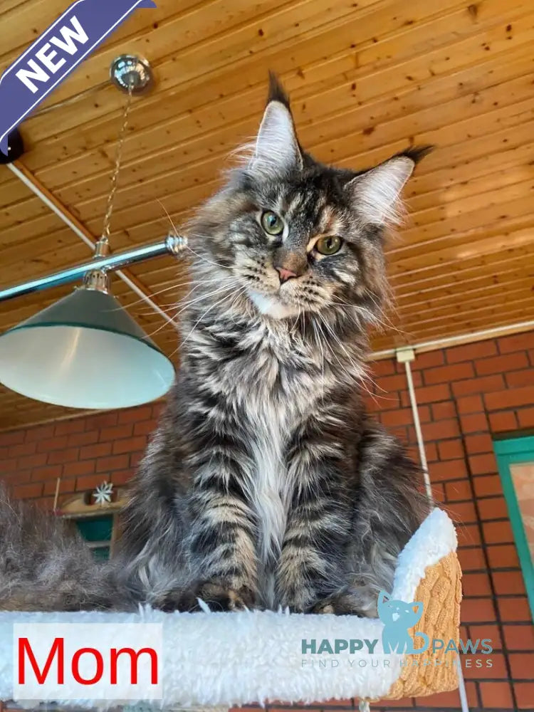 Mercedes Maine Coon female blue tortie live animals