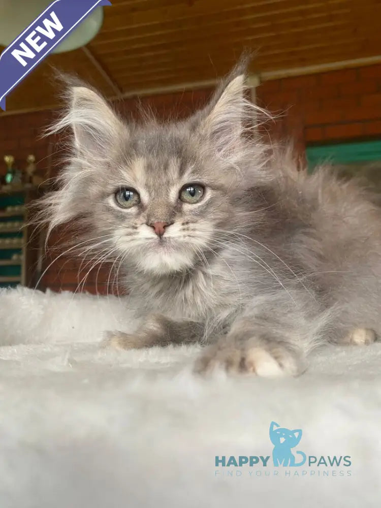 Mercedes Maine Coon female blue tortie live animals