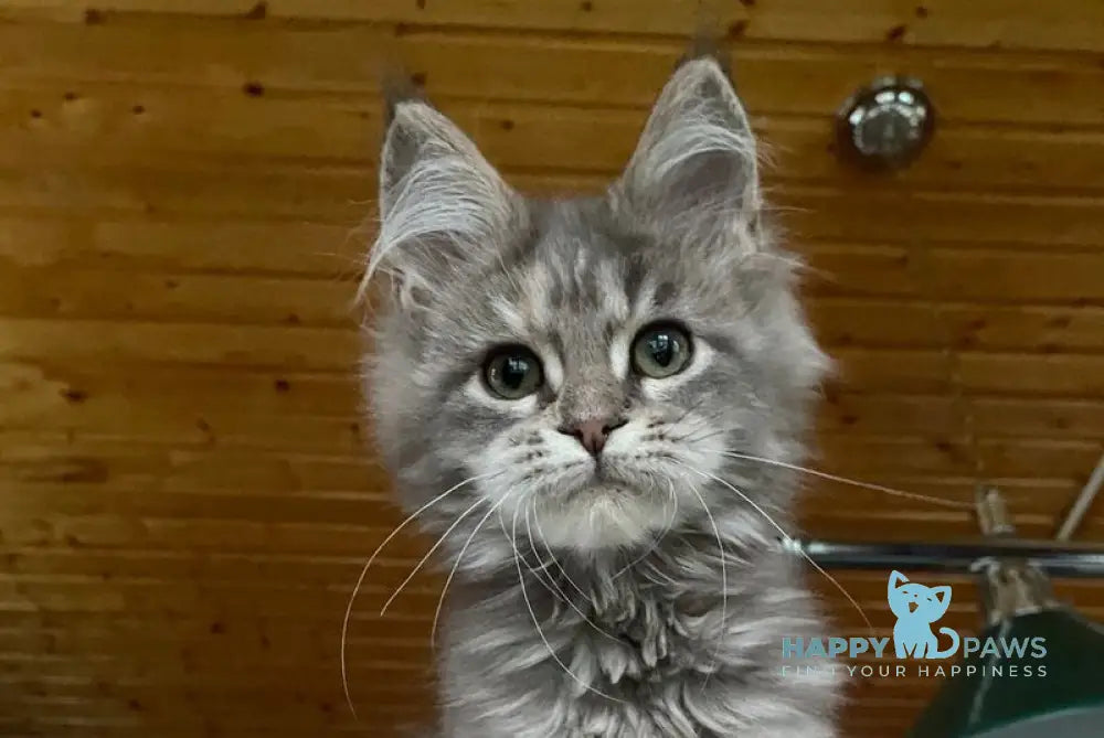 Mercedes Maine Coon female blue tortie live animals