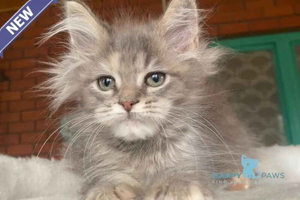 Mercedes Maine Coon female blue tortie live animals