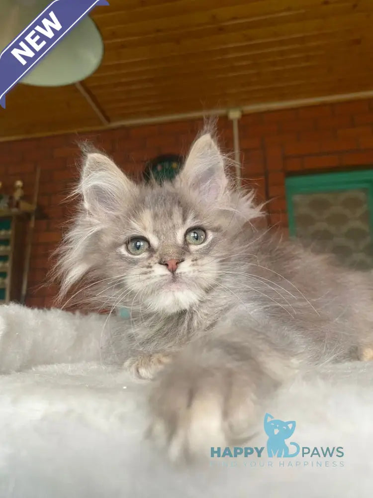 Mercedes Maine Coon female blue tortie live animals
