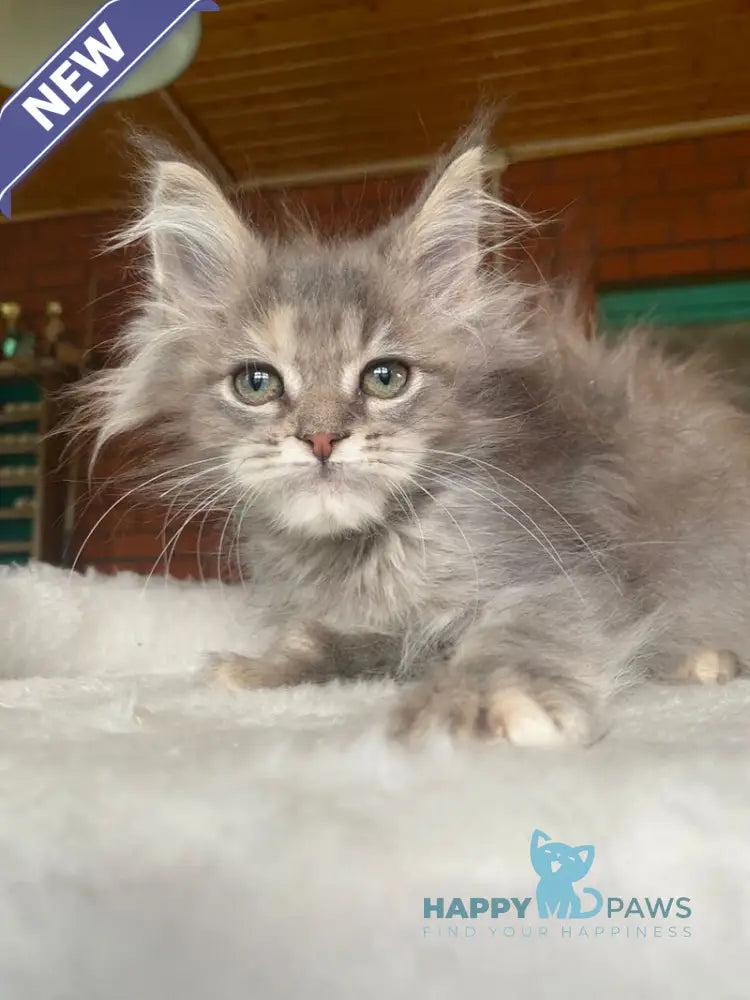 Mercedes Maine Coon female blue tortie live animals