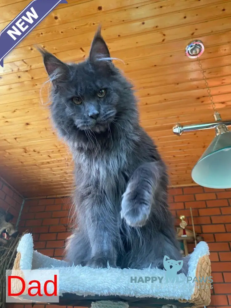 Mercedes Maine Coon female blue tortie live animals