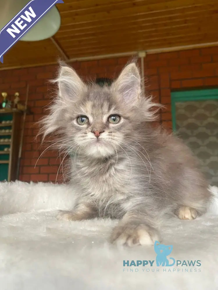 Mercedes Maine Coon female blue tortie live animals