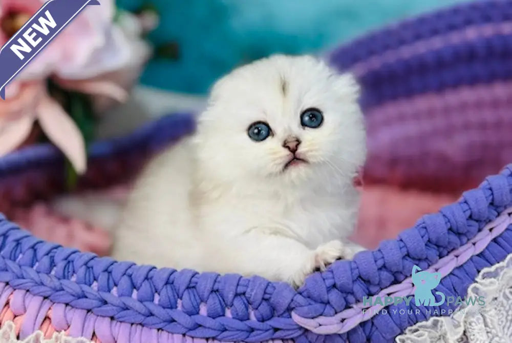 Mercedes Scottish Fold female black silver shaded live animals