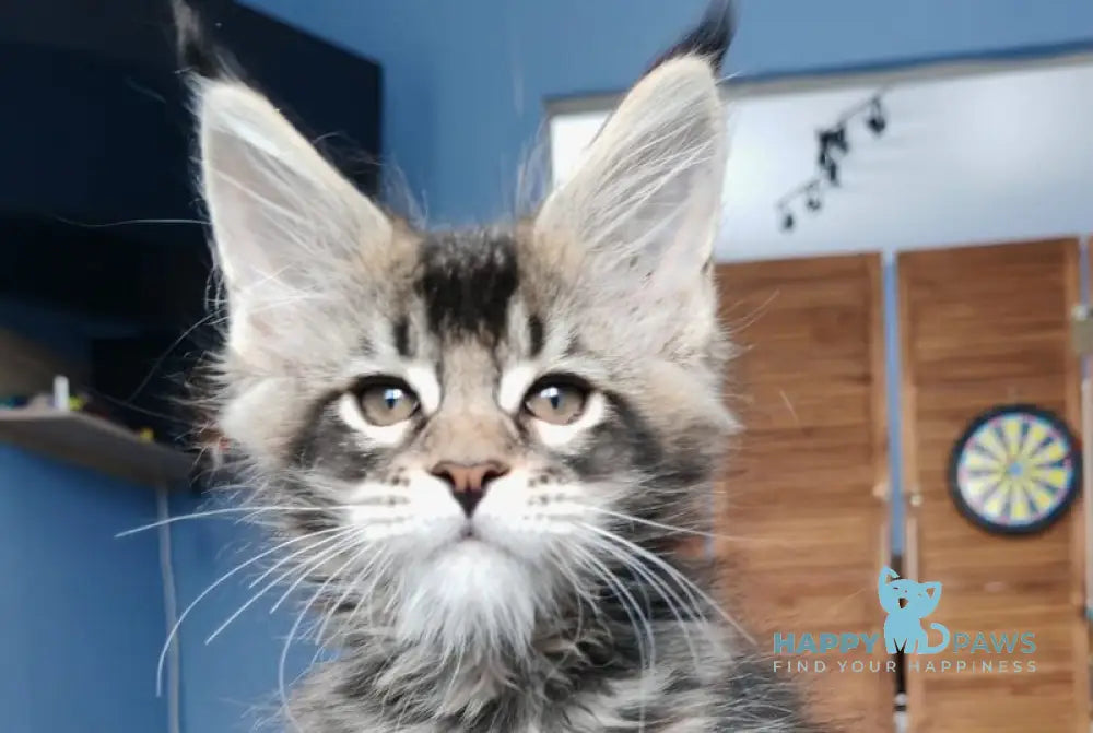 Mercury Maine Coon male black ticked tabby live animals