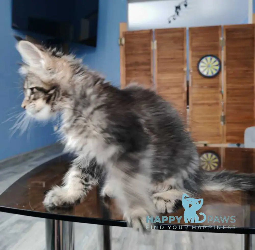 Mercury Maine Coon male black ticked tabby live animals