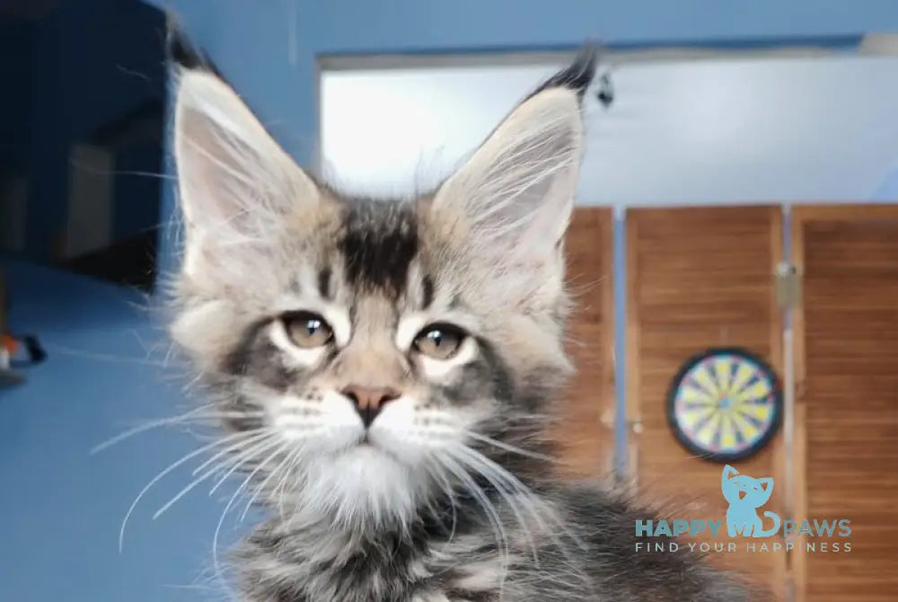 Mercury Maine Coon male black ticked tabby live animals