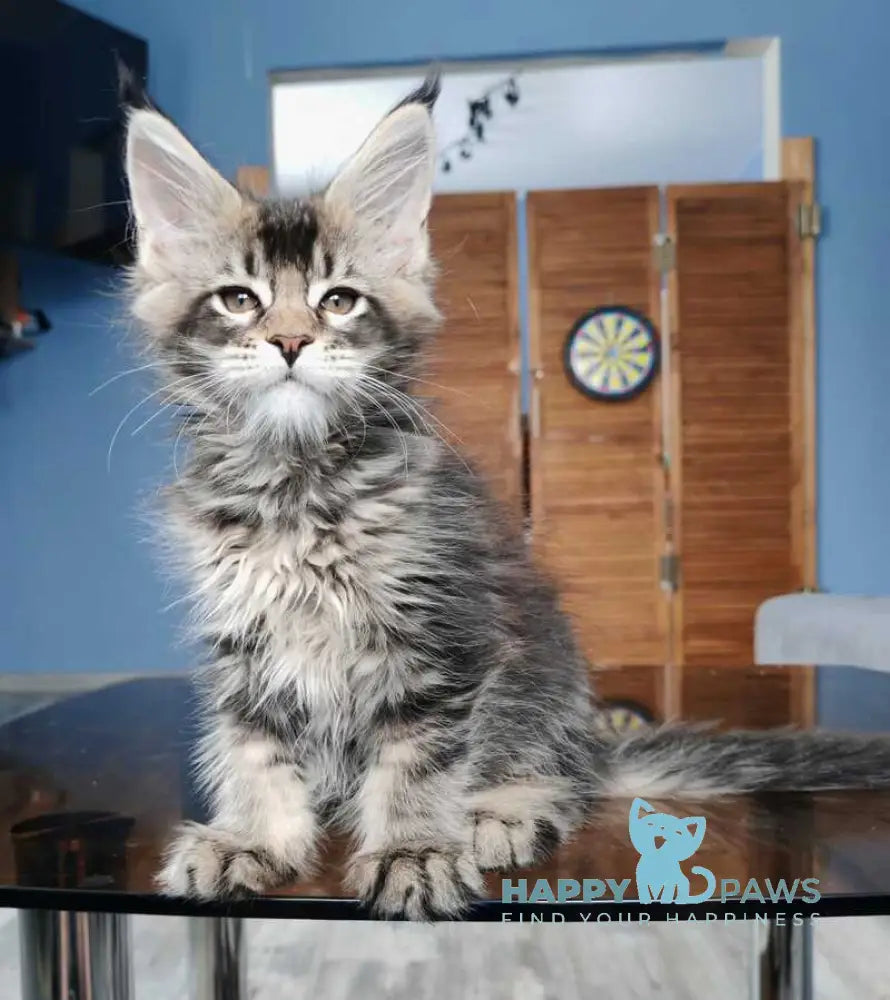 Mercury Maine Coon male black ticked tabby live animals