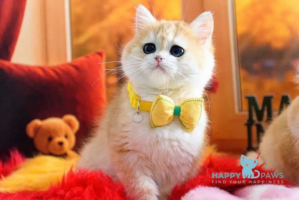 Merlin British Shorthair male black golden chinchilla live animals