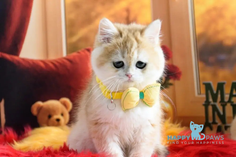 Merlin British Shorthair male black golden chinchilla live animals