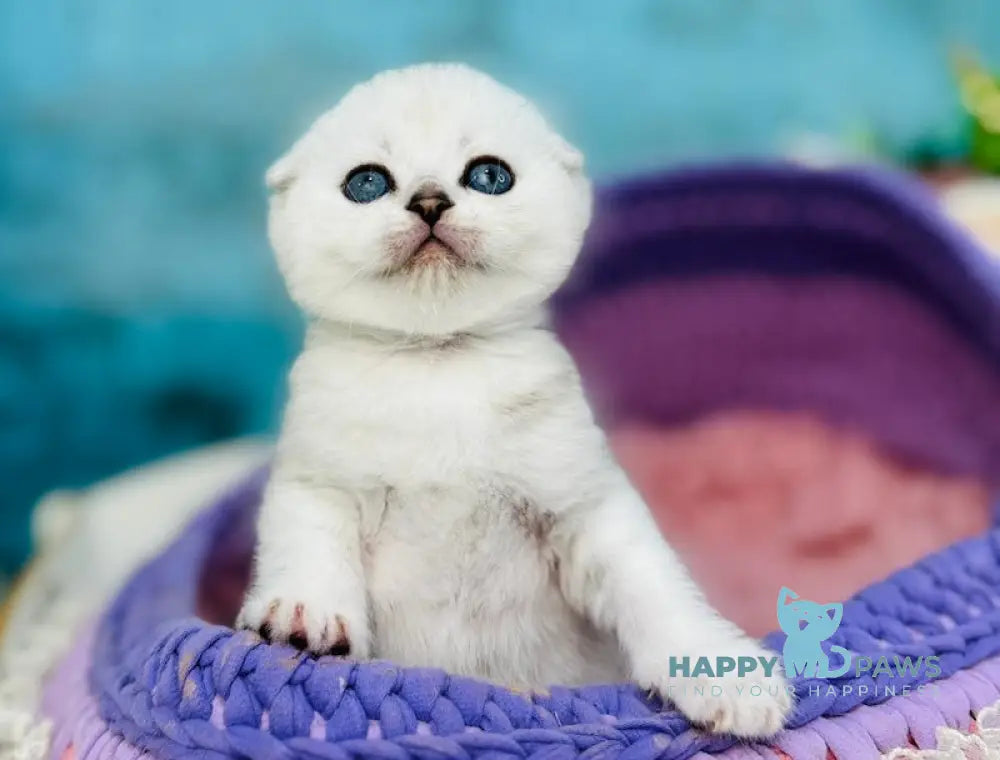 Merlin Scottish Fold male black silver shaded live animals