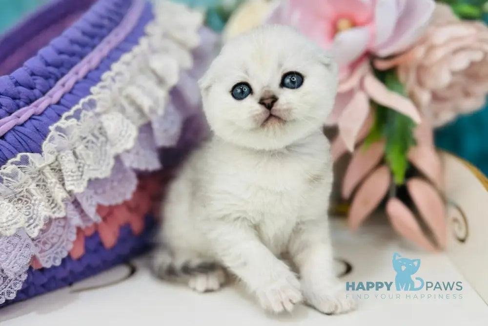 Merlin Scottish Fold male black silver shaded live animals