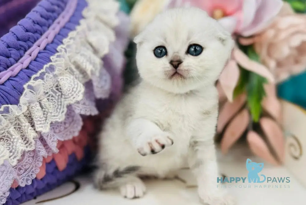 Merlin Scottish Fold male black silver shaded live animals