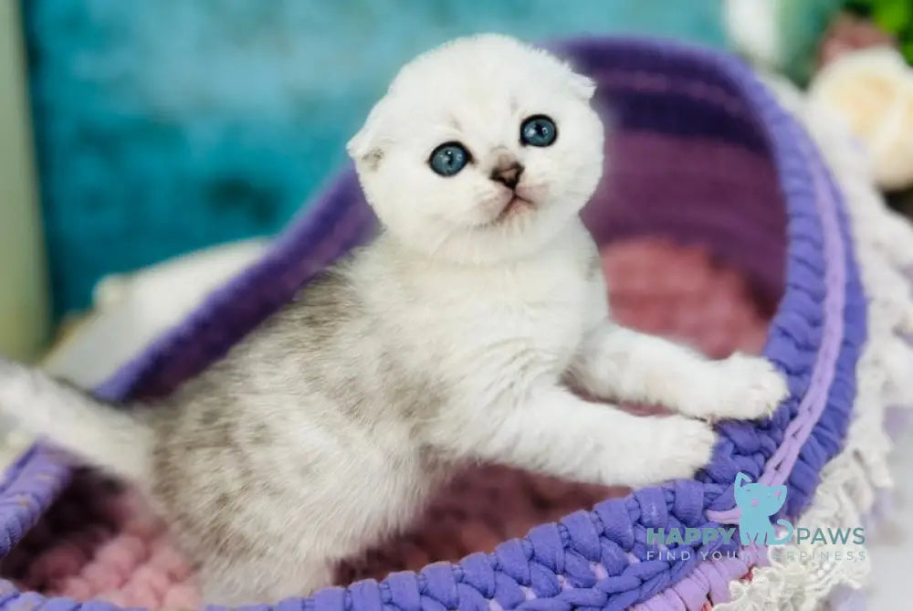Merlin Scottish Fold male black silver shaded live animals