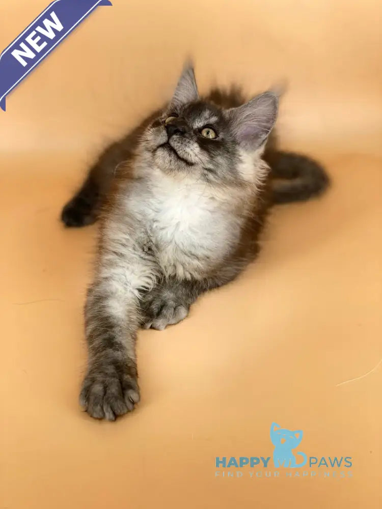 Mers Maine Coon male black silver live animals