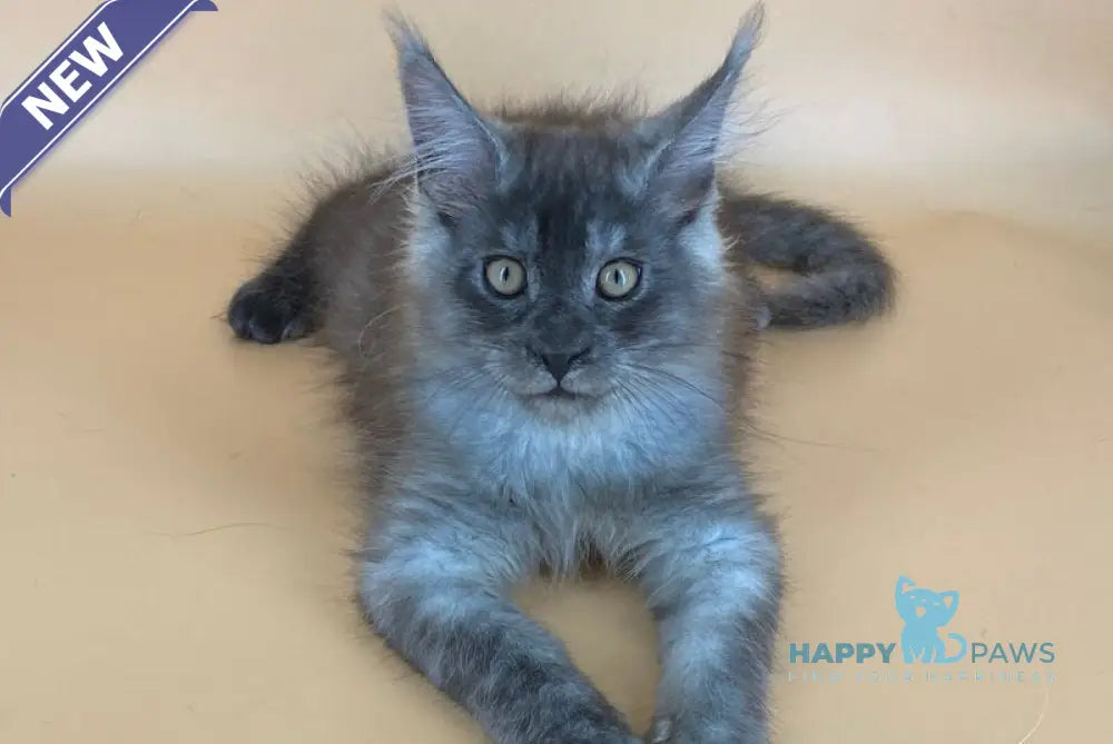 Mers Maine Coon male black silver live animals