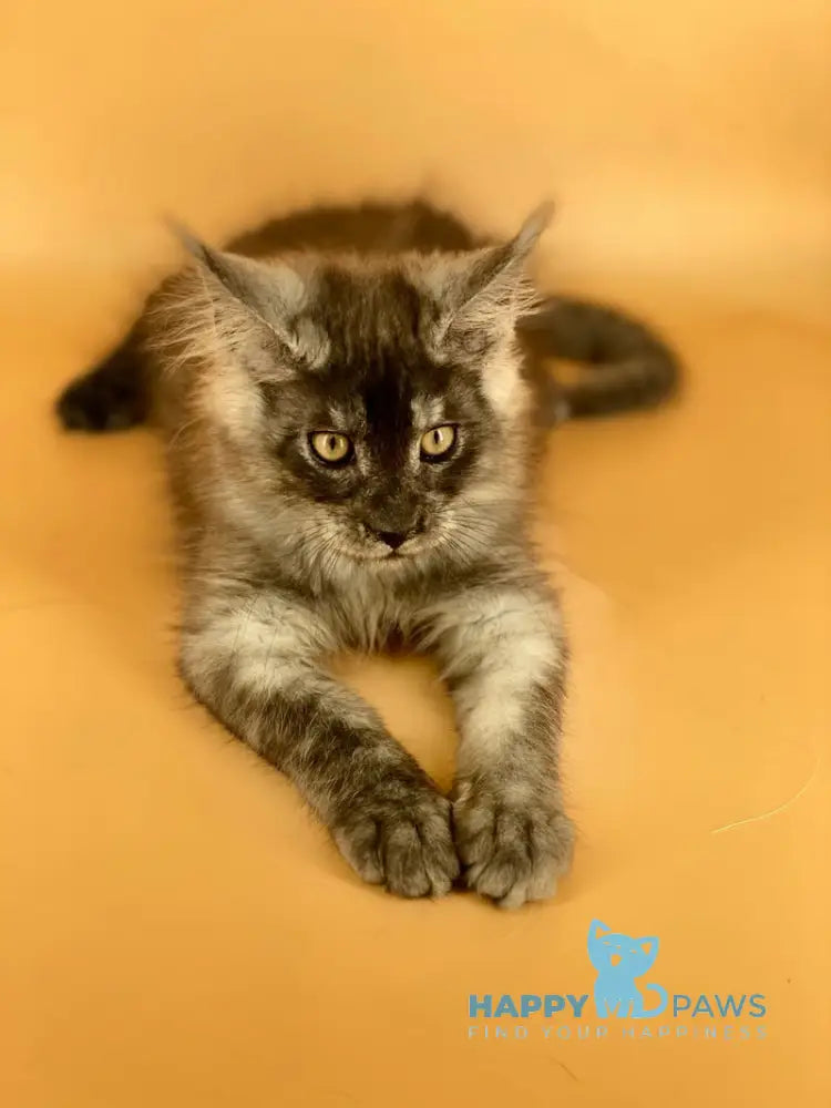 Mers Maine Coon male black silver live animals