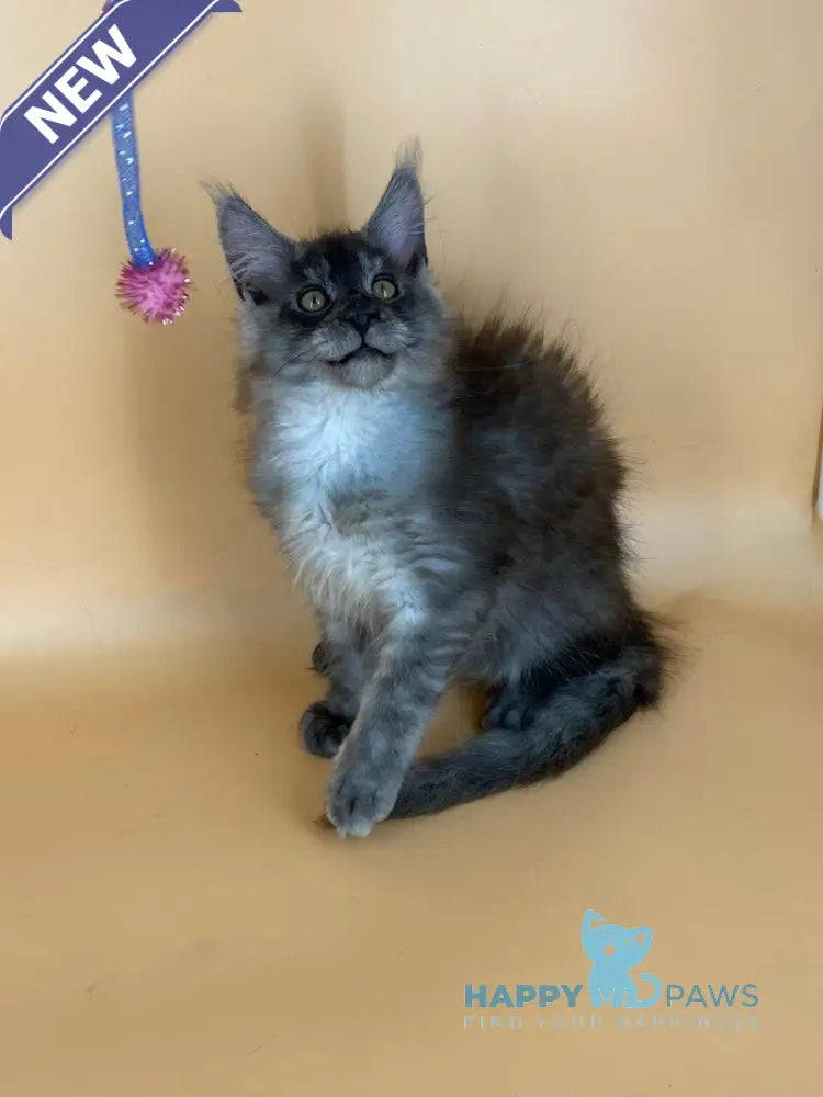 Mers Maine Coon male black silver live animals