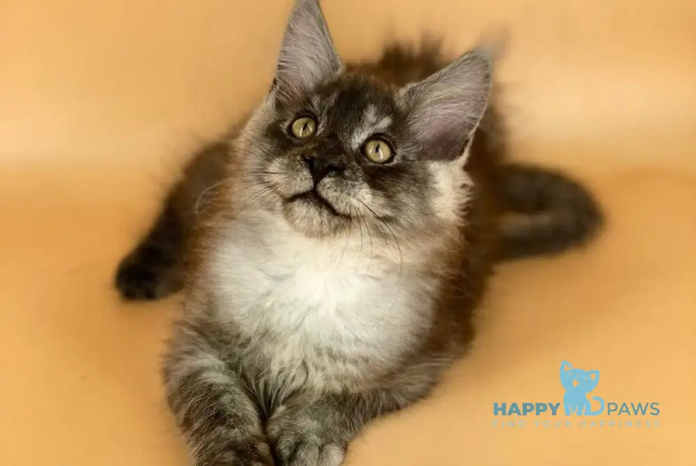 Mers Maine Coon male black silver live animals