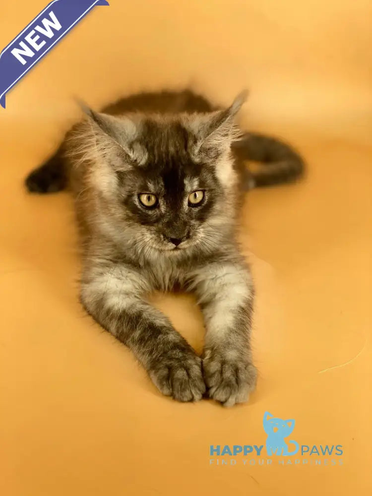 Mers Maine Coon male black silver live animals