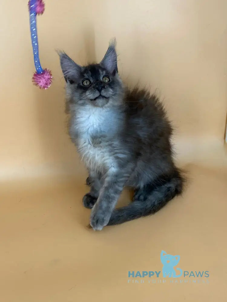 Mers Maine Coon male black silver live animals
