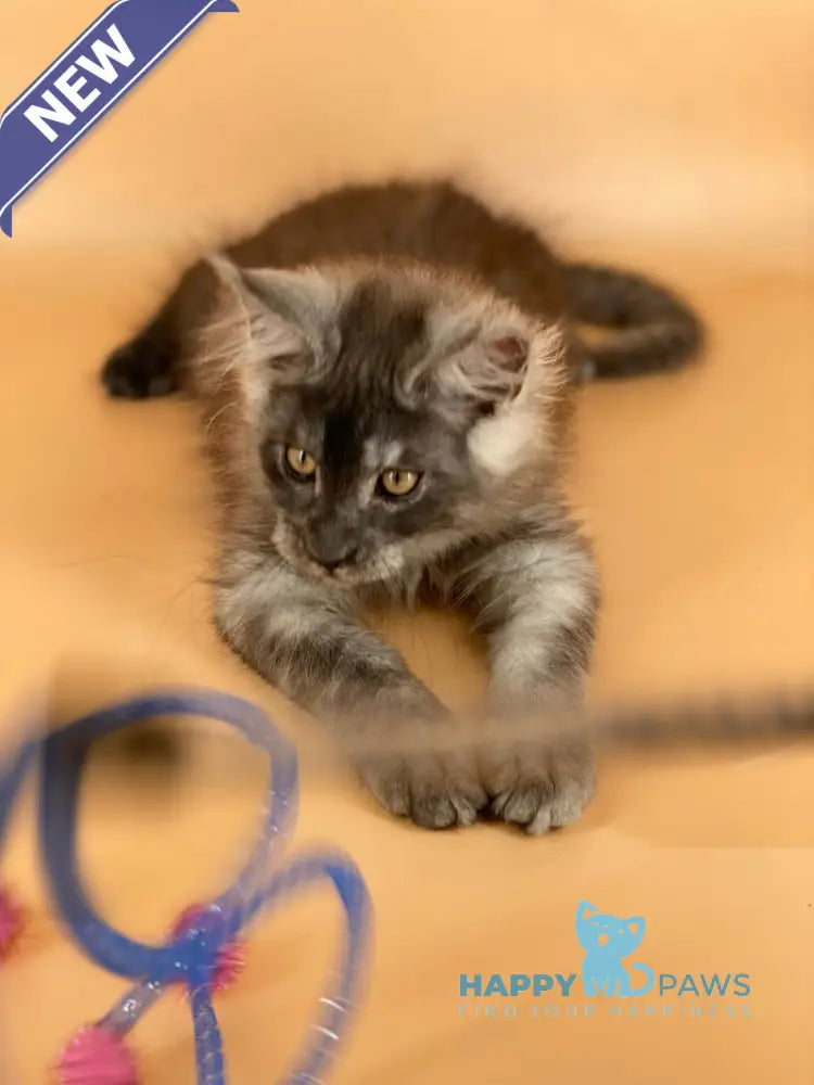 Mers Maine Coon male black silver live animals