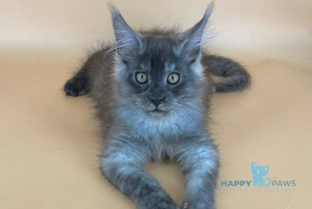Mers Maine Coon male black silver live animals