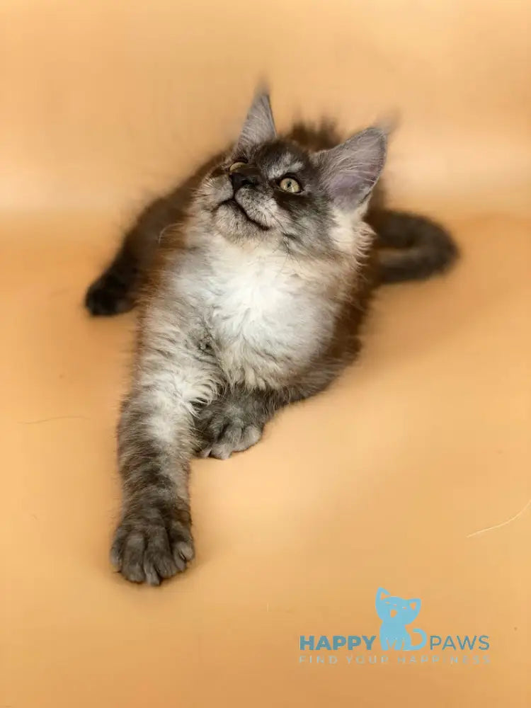 Mers Maine Coon male black silver live animals