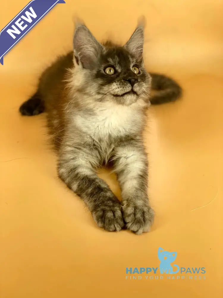 Mers Maine Coon male black silver live animals